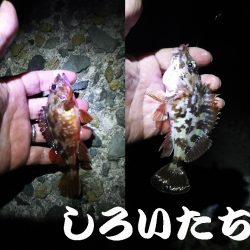 ガシラがよく釣れました。